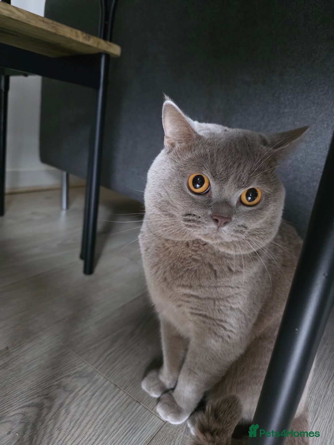 British Shorthair cats for sale: Beautifu Purebred British Shorthair Male (Lilac)  - Advert 1