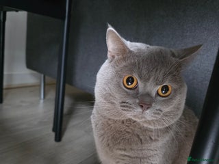 British Shorthair cats Beautifu Purebred British Shorthair Male (Lilac) - Advert 1
