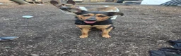 Mixed Breed dogs for sale: Shepherd x Rottie Stormi - Advert 2