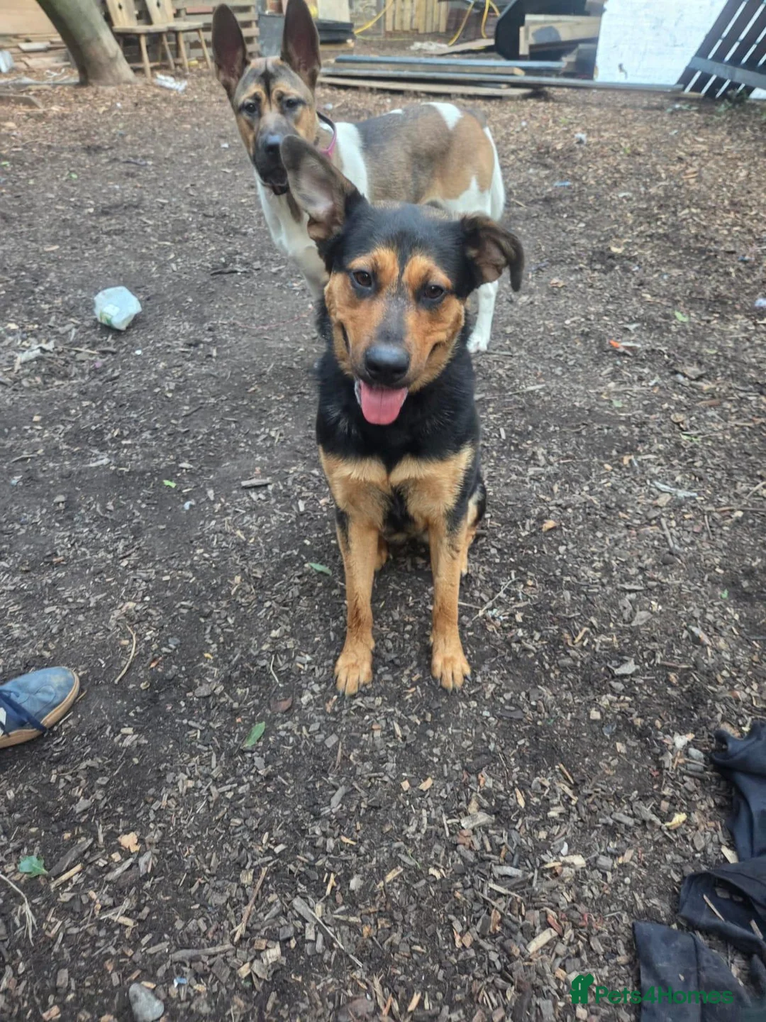Mixed Breed dogs for sale: Shepherd x Rottie Stormi - Advert 2