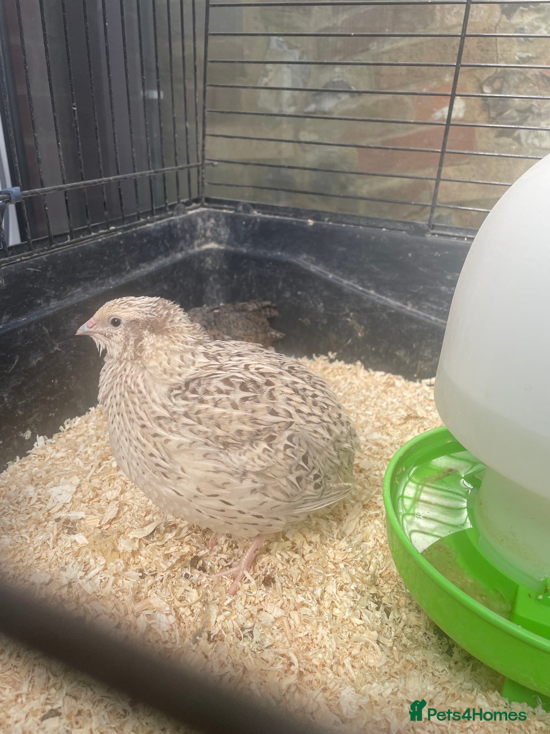 Mixed Breed birds for sale: Quail eggs - Image 2
