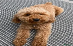 Toy Poodle dogs for sale: Beautiful mini Toy Poodle Puppies - Image 10