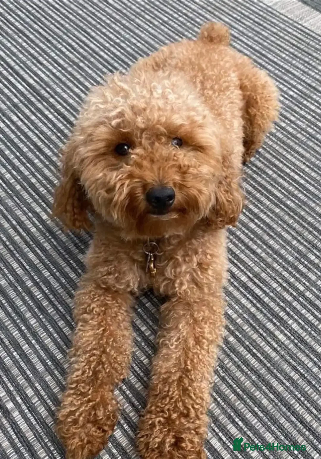 Toy Poodle dogs for sale: Beautiful mini Toy Poodle Puppies - Image 10
