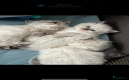 Ragdoll cats for sale: Stunning GCCF reg ragdoll kittens available now  - Image 8