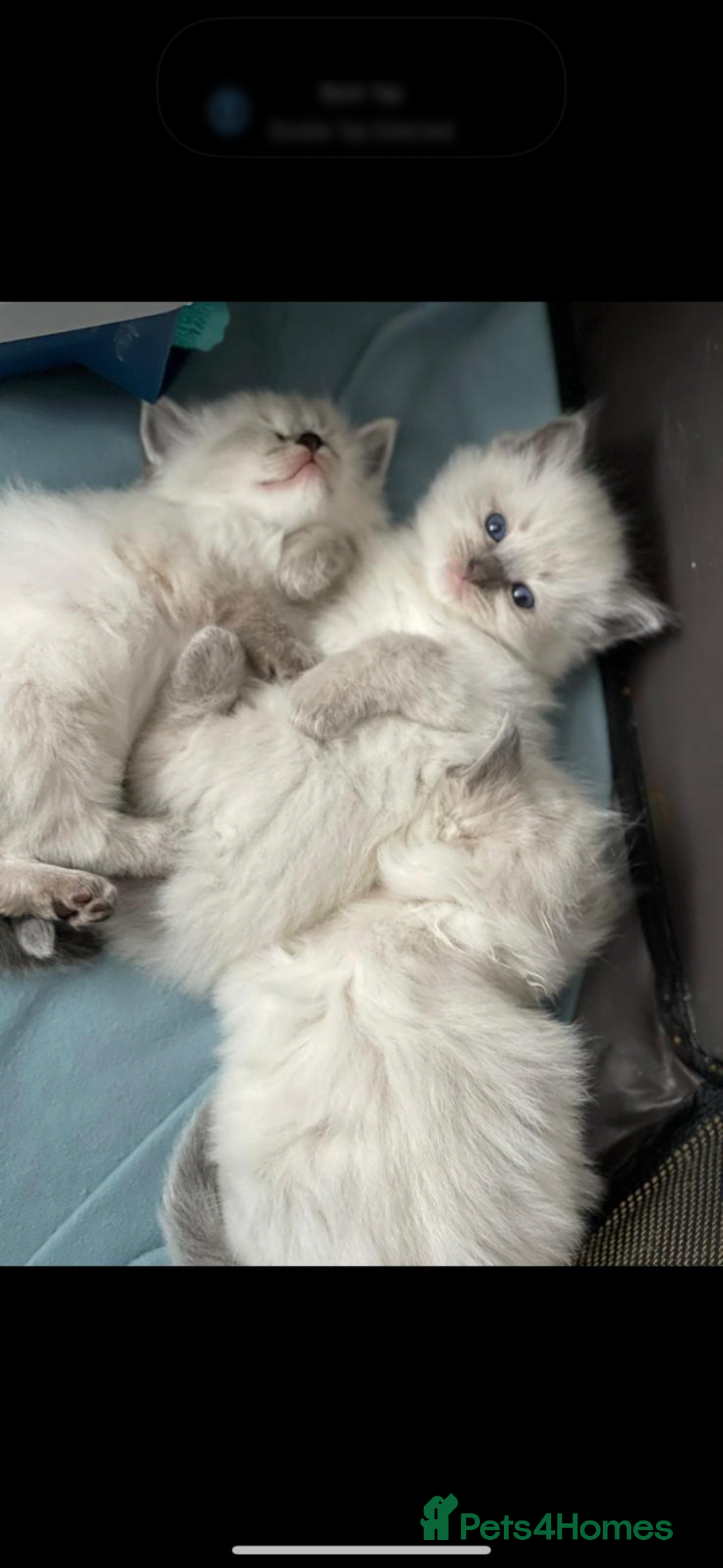 Ragdoll cats for sale: Stunning GCCF reg ragdoll kittens available now  - Image 8