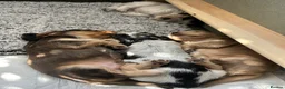 Cocker Spaniel dogs for sale: Cocker Spaniel puppies - ready 9/9/26 - Advert 7