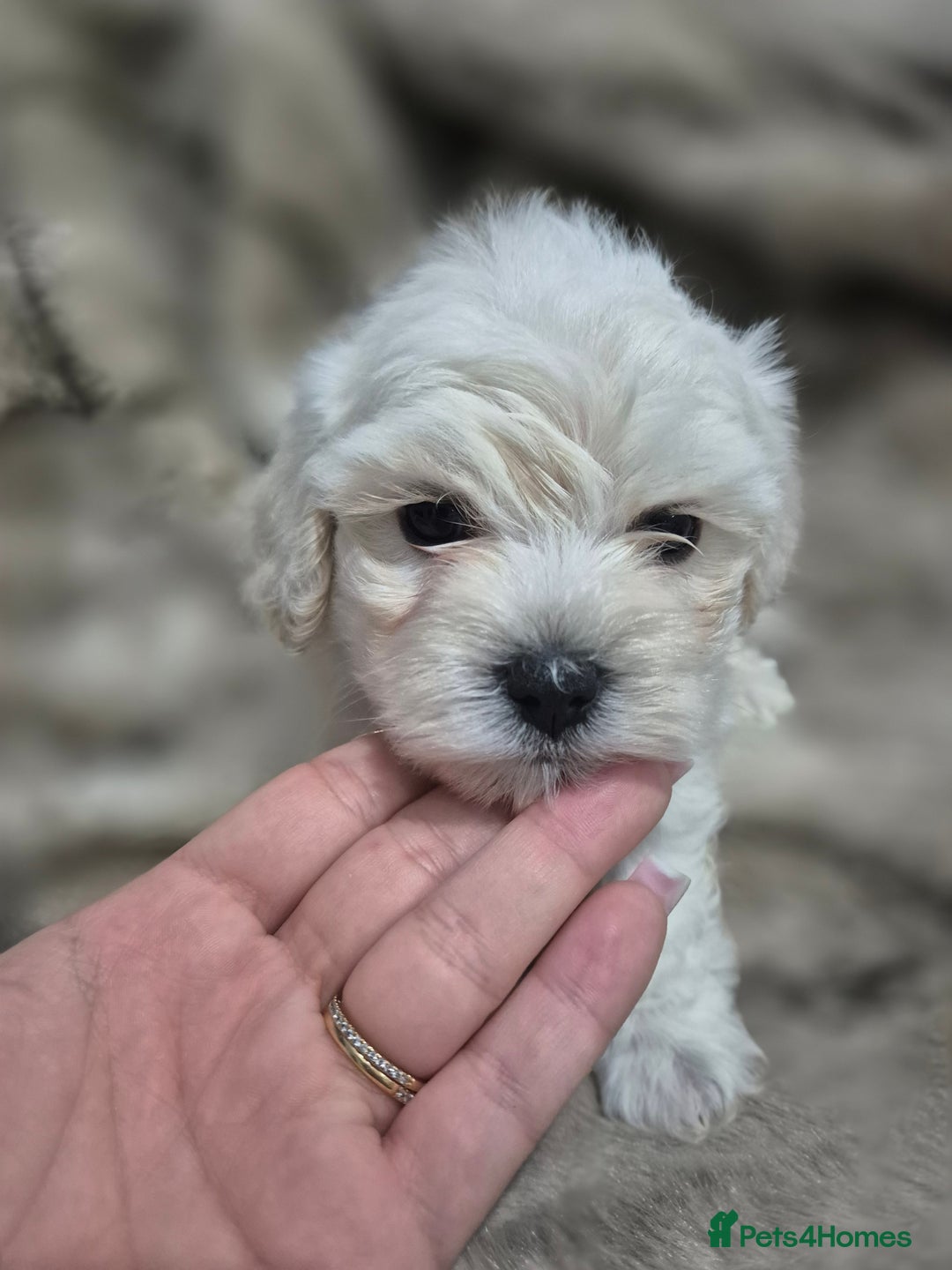 Maltese dogs for sale: K1 Beautiful Maltese puppies  - Advert 5