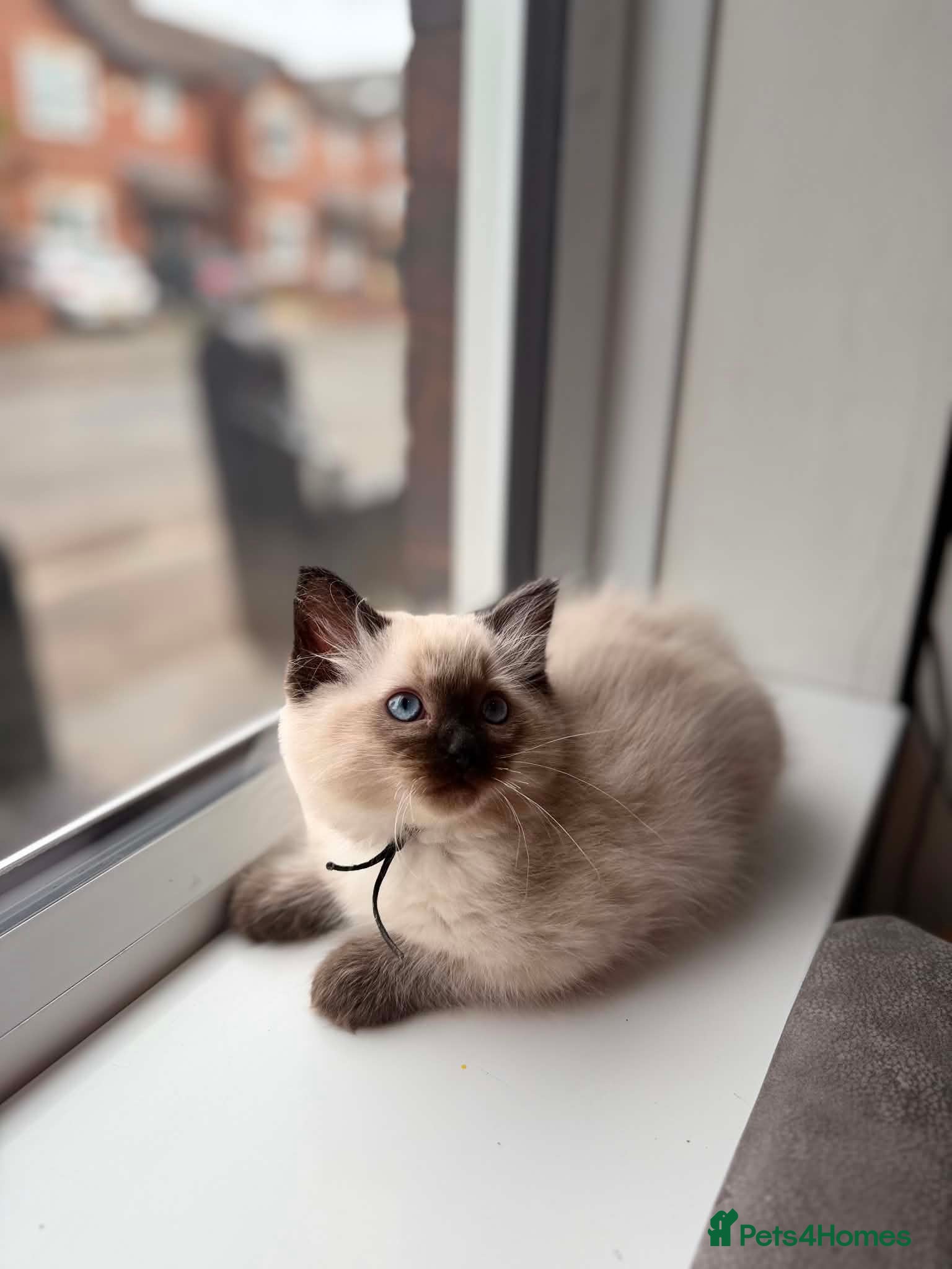 Ragdoll cats for sale: READY NOW RAGDOLL KITTENS  - Advert 21