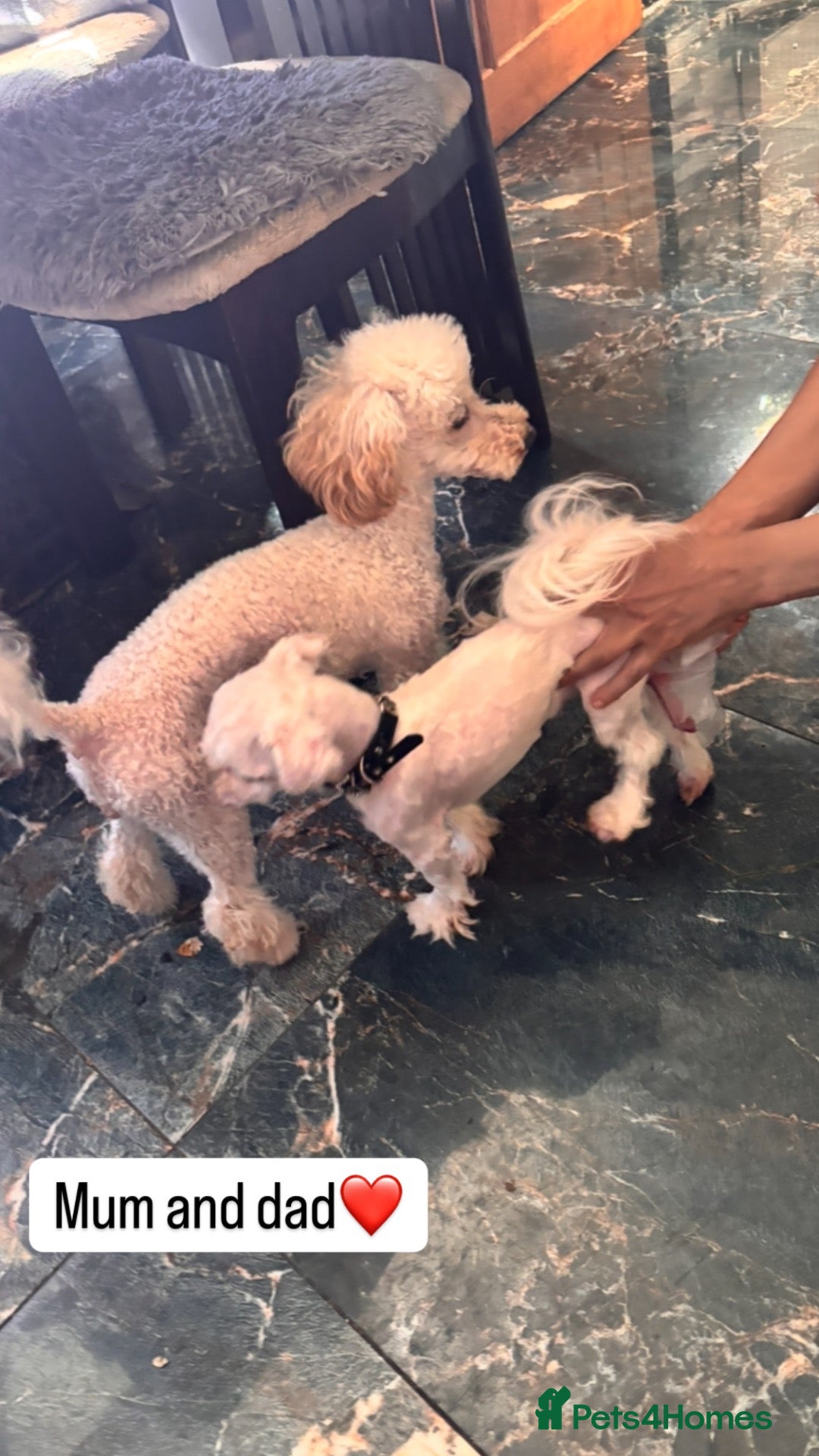 Maltipoo dogs Toy mailtipoos outstanding 1 boy 1 girl - Advert 2