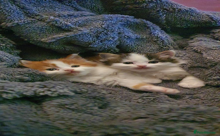 Persian cats PERSIAN CROSS KITTEN BABIES - Advert 7