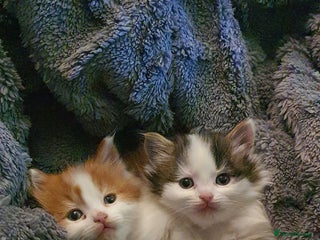 Persian cats PERSIAN CROSS KITTEN BABIES - Advert 5