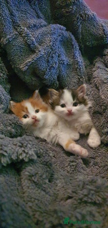 Persian cats PERSIAN CROSS KITTEN BABIES - Advert 7