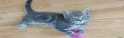 Mixed Breed cats for sale: Kitten for sale 🩷🩷 sweet girl  - Advert 2