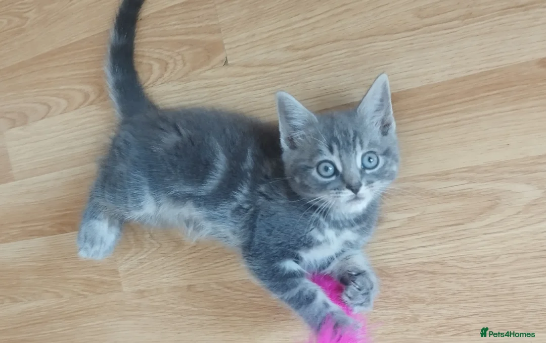 Mixed Breed cats for sale: Kitten for sale 🩷🩷 sweet girl  - Advert 2