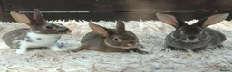 Rex rabbits for sale: Mini Rex Rabbits  - Advert 20