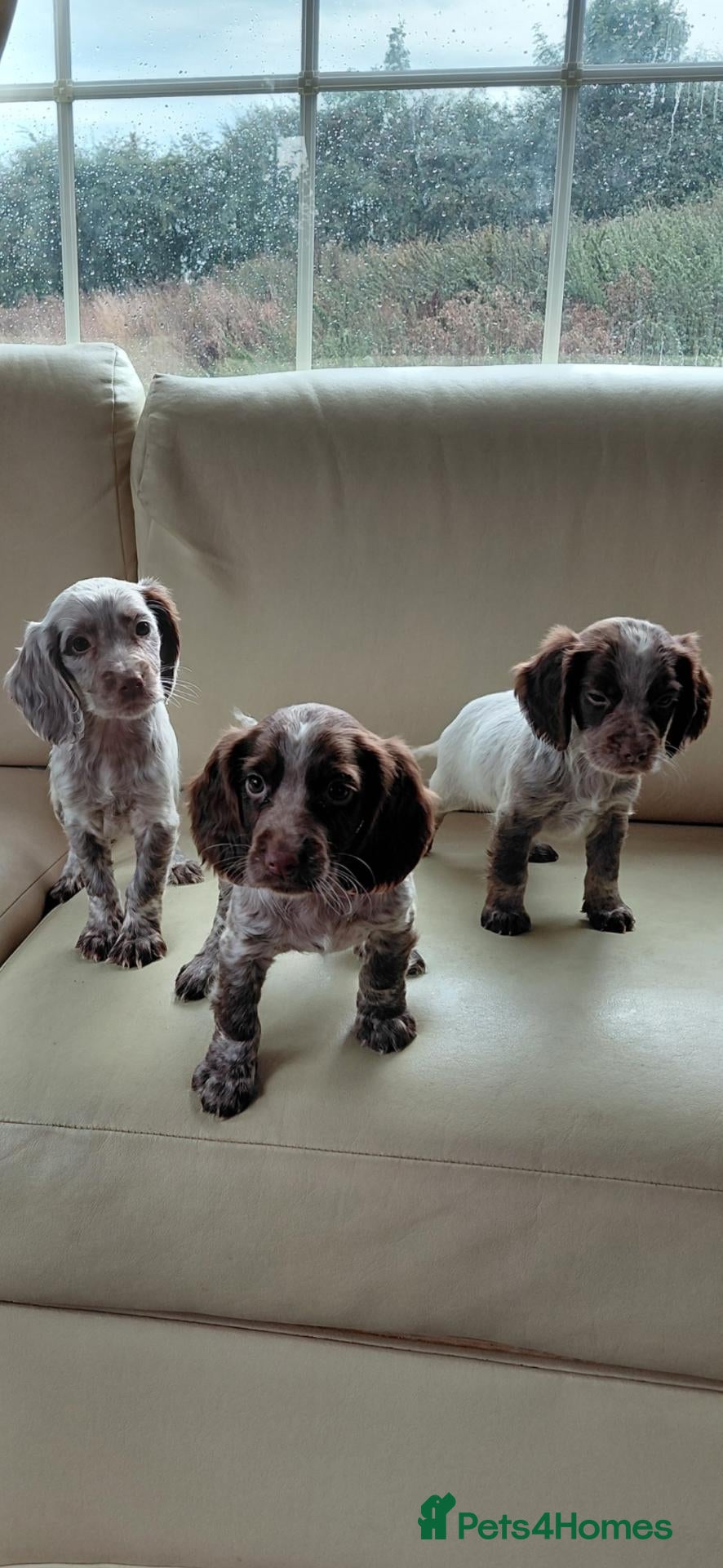Cocker Spaniel dogs Cocker spaniel puppies for sale  - Advert 1