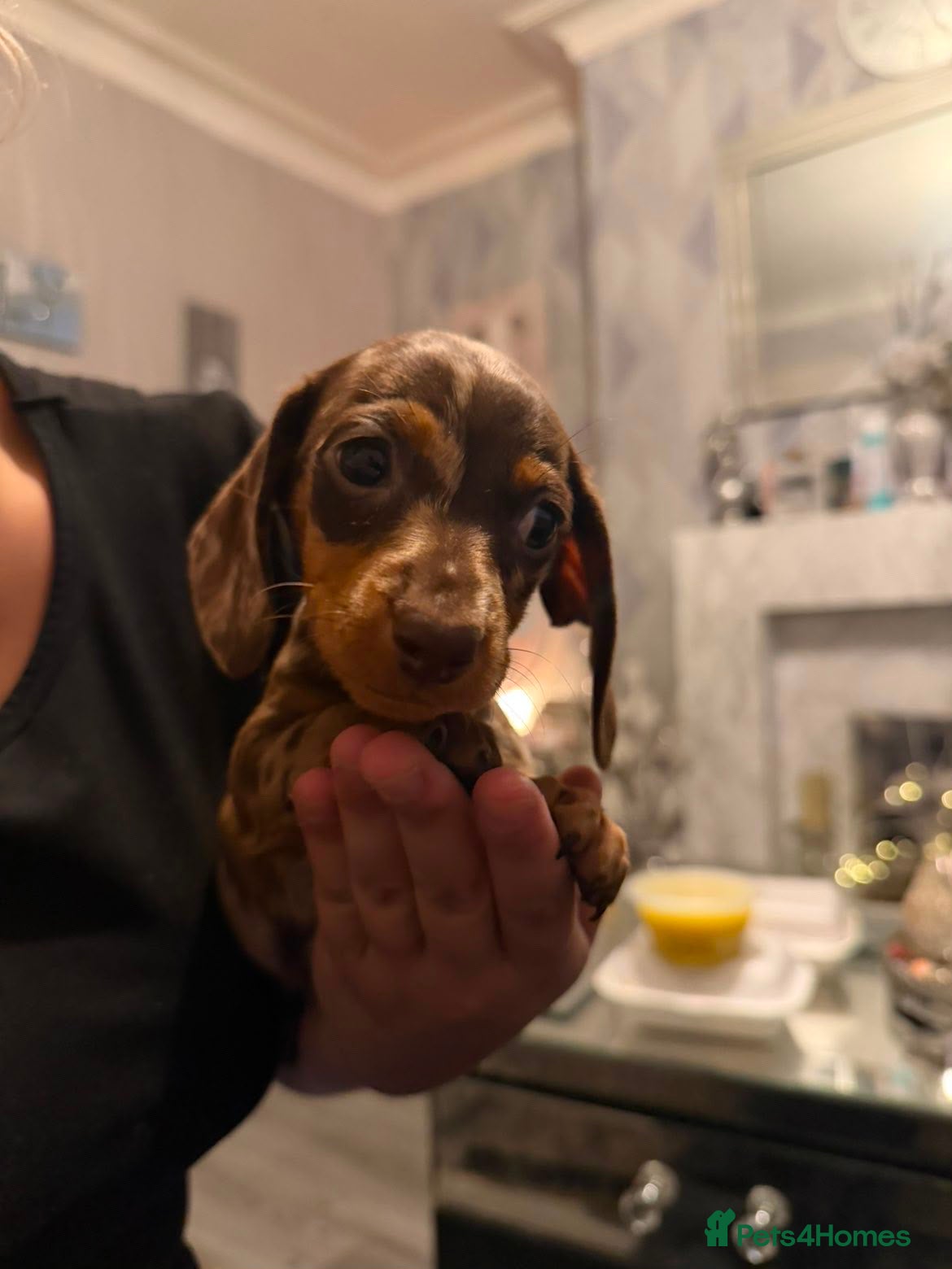 Dachshund dogs Litter of 5 stunning mini dachshund pups - Advert 2