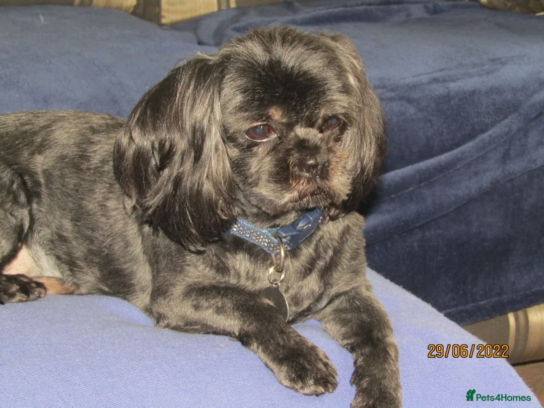 Shih Tzu dogs for stud: Bailey for stud in Spalding - Advert 25