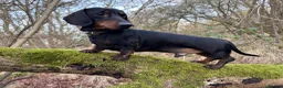 Miniature Dachshund dogs for stud: STUD Mini Dachshund  - Advert 1