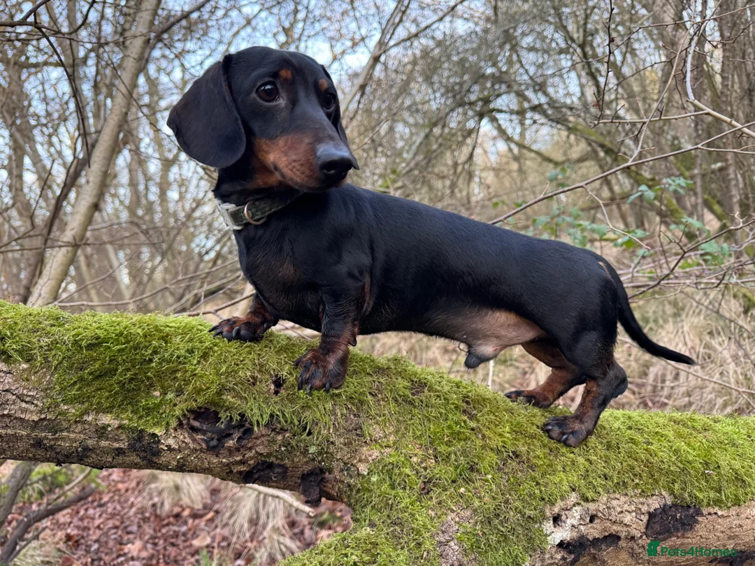 Miniature Dachshund dogs for stud: STUD Mini Dachshund  - Advert 1
