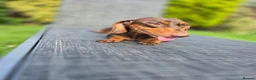 Dachshund dogs for sale: Beautiful Standard DashshundsReady Now 🏡❤️  - Advert 5