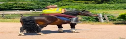 New Forest horses for sale: Impy The Legend !! Be quick or miss him  - Advert 4