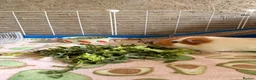 Guinea Pig rodents for sale: Pair of male guinea pig  - Advert 2