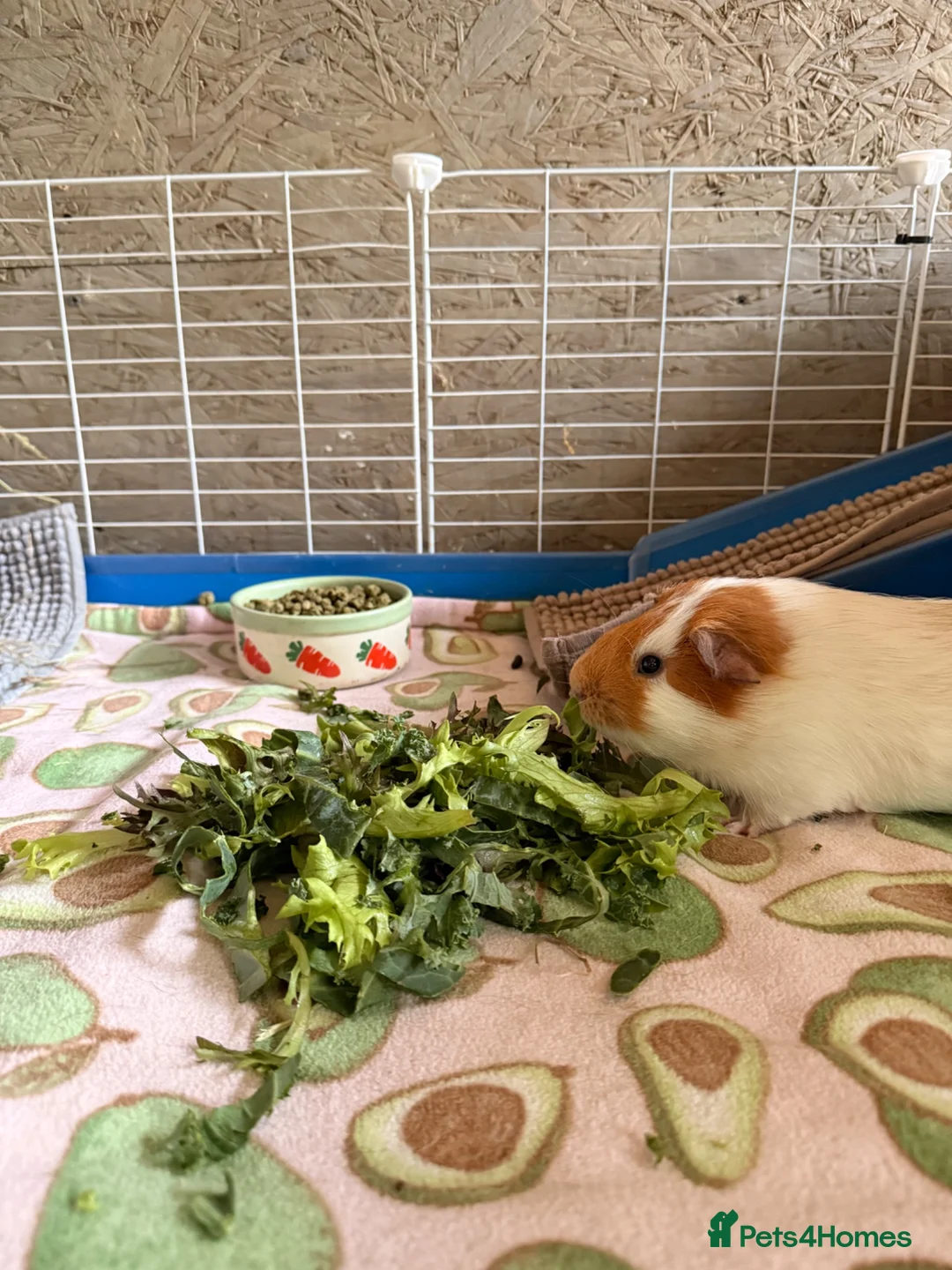 Guinea Pig rodents for sale: Pair of male guinea pig  - Advert 2