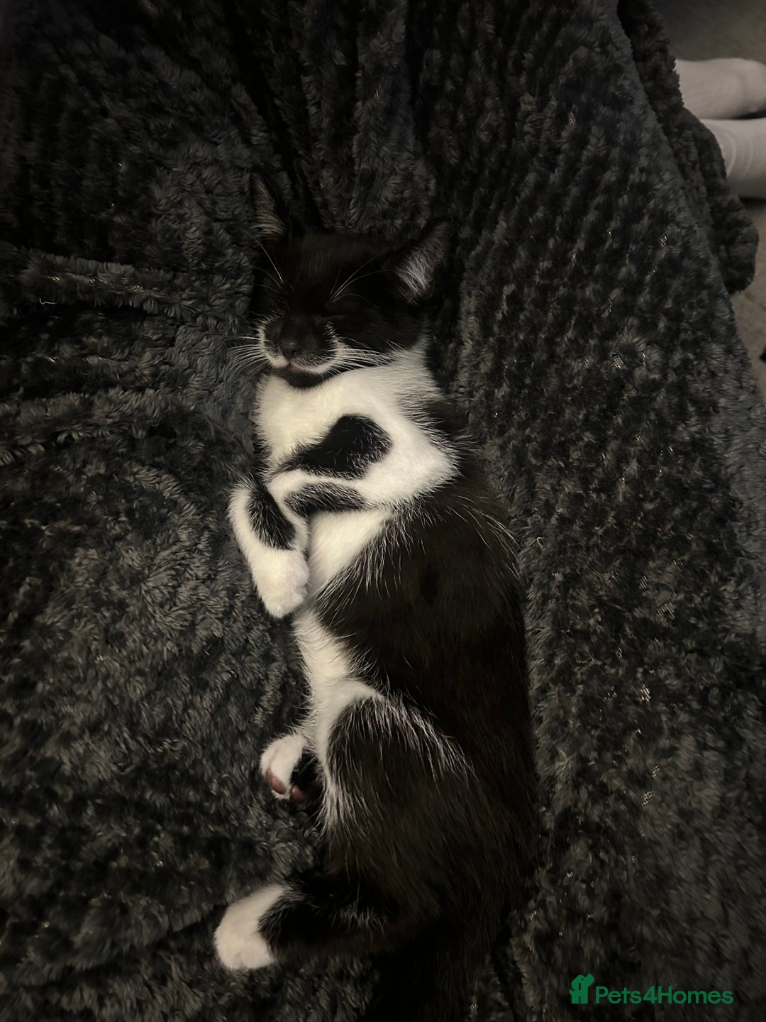 Siberian cats for sale: 2 female cats up for adoption - Image 5