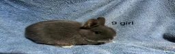 Netherland Dwarf rabbits for sale: Baby dwarf netherland rabbits  - Advert 2