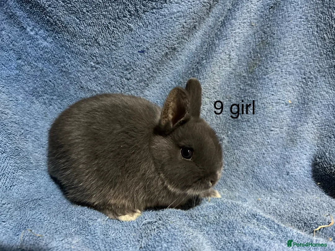 Netherland Dwarf rabbits for sale: Baby dwarf netherland rabbits  - Advert 2
