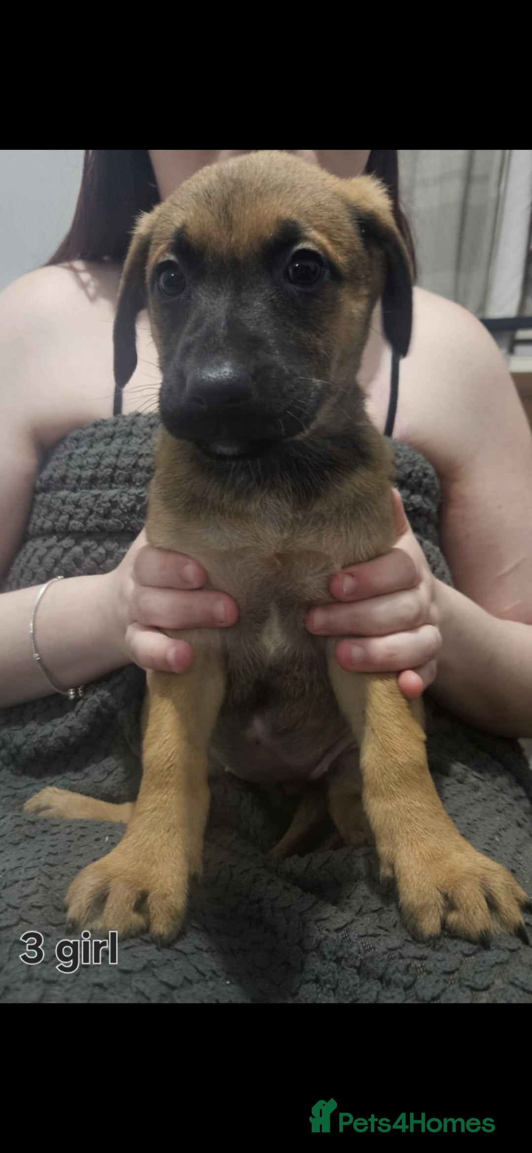 Mixed Breed dogs for sale: Puppies  - Advert 8