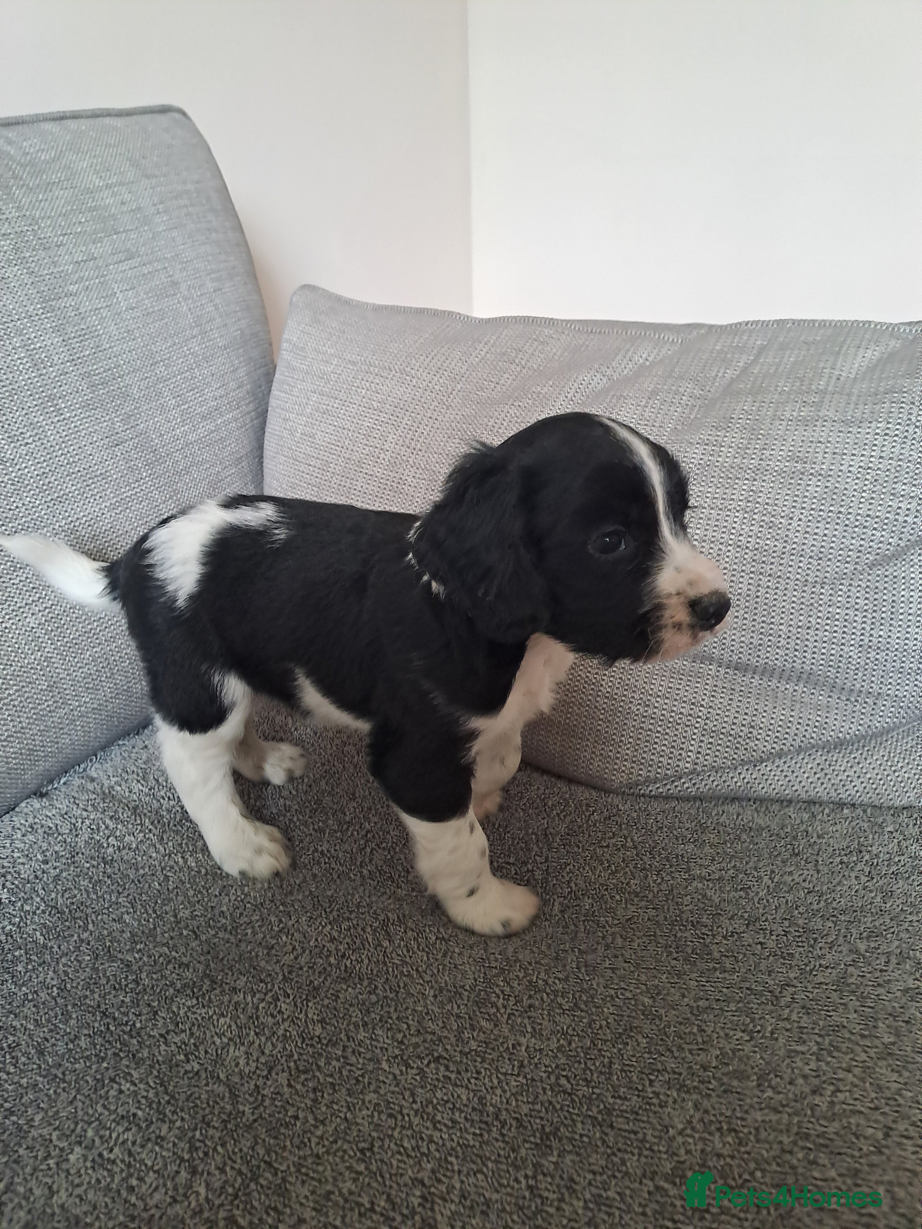 Sprocker dogs beautiful F1 Sprocker puppies  - Advert 2