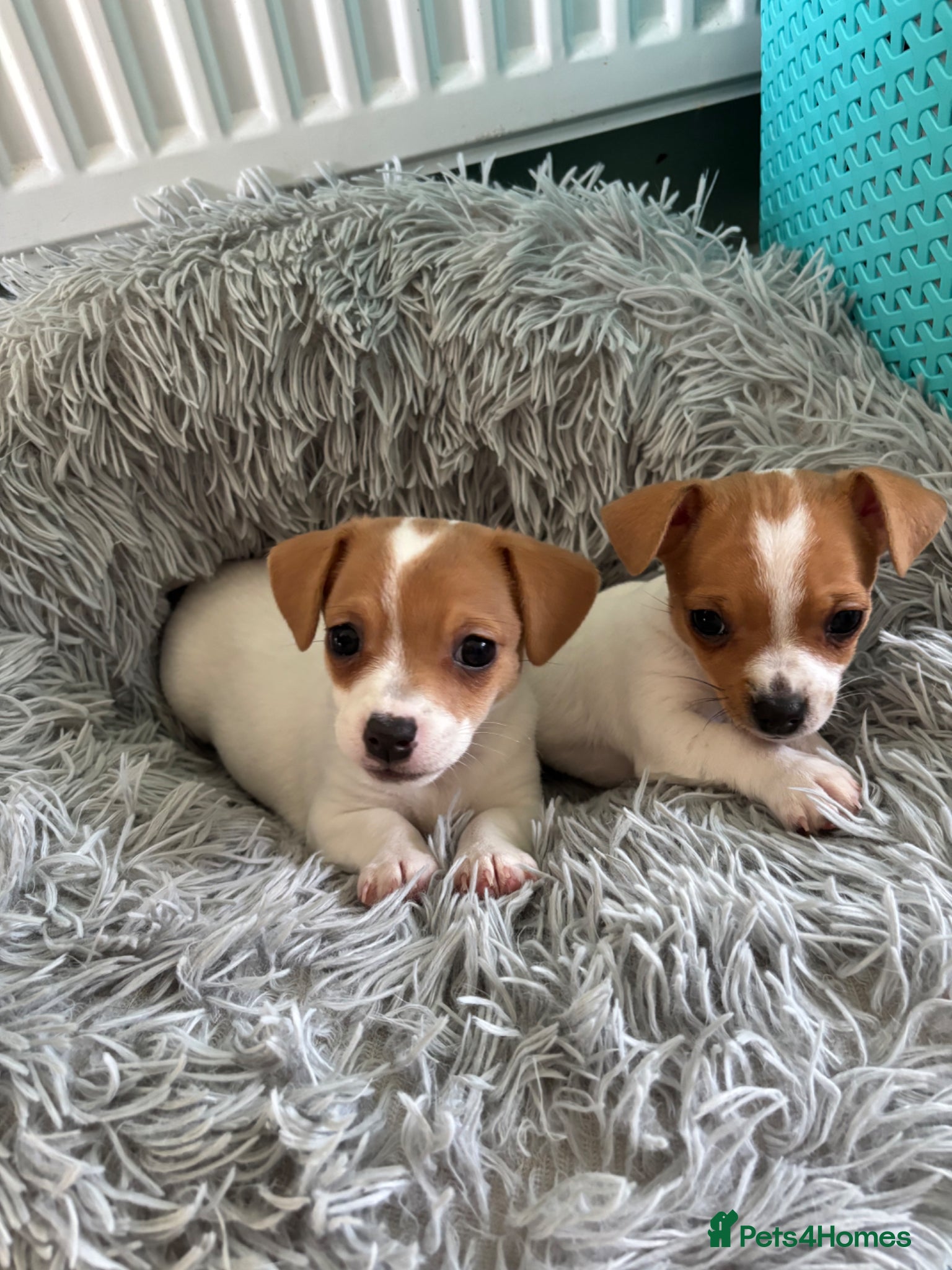 Jack Russell dogs Puppies  - Advert 1