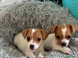 Jack Russell dogs Puppies - Advert 1