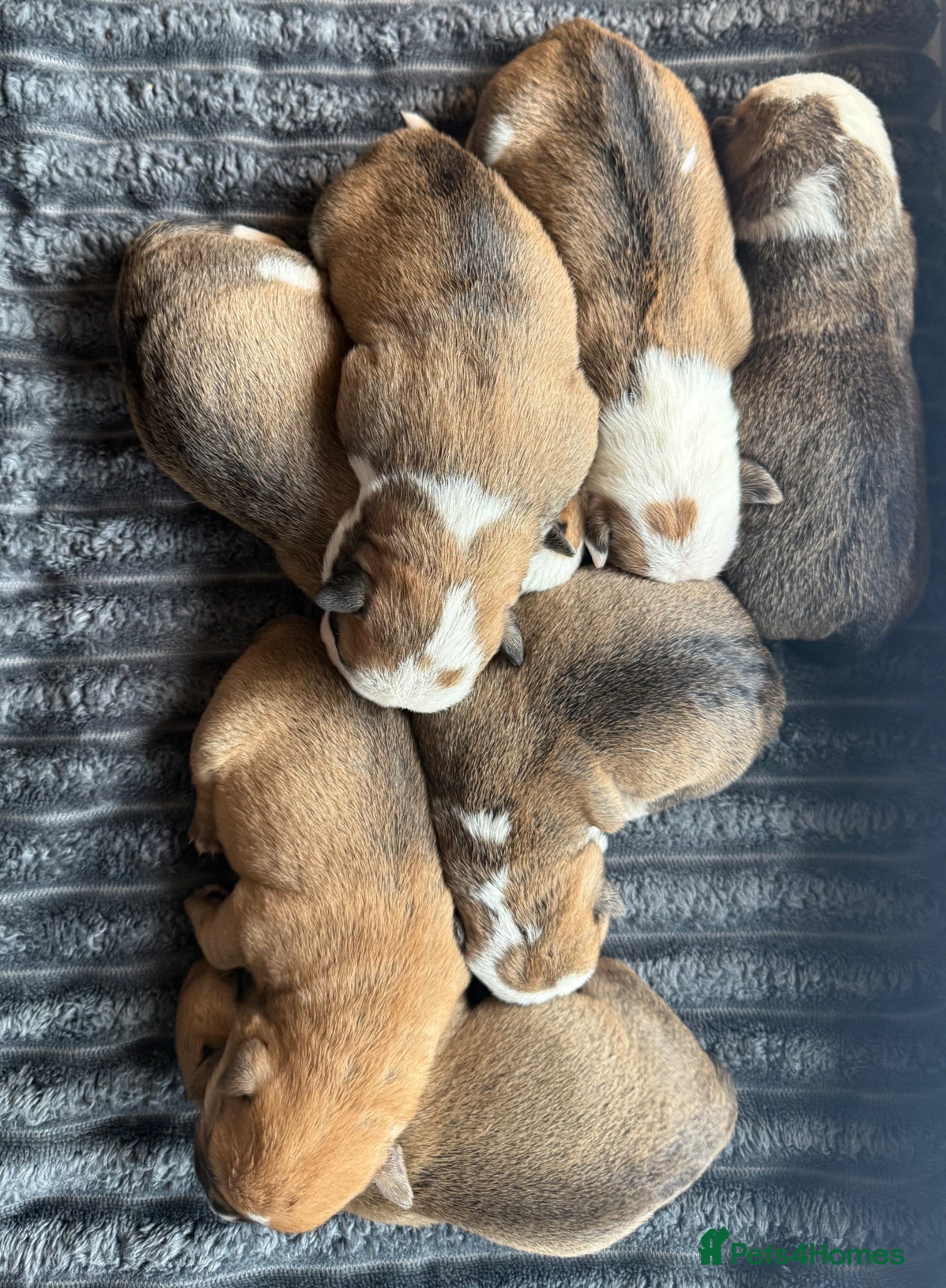 Mixed Breed dogs for sale: Fluffy English bull dogs  in Walsall - Advert 9