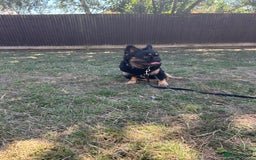 French Bulldog dogs for sale: Fluffy frenchie koba  - Image 1