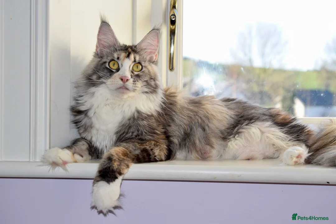 Maine Coon cats for sale: Stunning Registered Maine Coon Kittens-Home raised in Banbridge - Advert 9