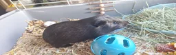 Guinea Pig rodents for sale: Boy Guinea Pigs - Advert 12