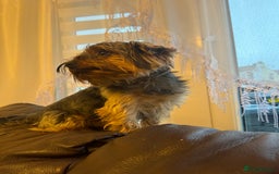 Yorkshire Terrier dogs for sale: YORKSHIRE TERRIER 2 BOYS  - Image 14