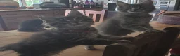 Maine Coon cats for sale: Big Strong Maine Coon Kittens - Advert 9