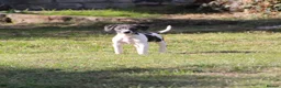 Mixed Breed dogs for sale: Beddy whippet second generation in Poulton-le-Fylde - Advert 4