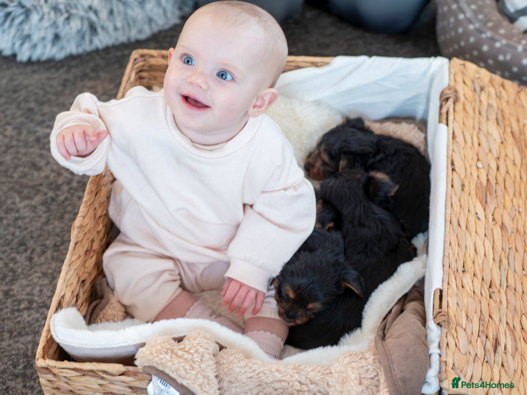 Yorkshire Terrier dogs for sale: YORKSHIRE TERRIER PUPS  - Advert 8