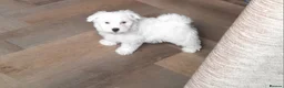 Maltese dogs for sale: 5 Outstanding pedigree Maltese puppies - Advert 9