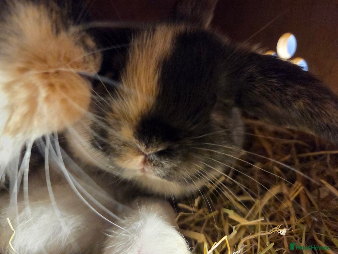 Mini Lop rabbits for sale: 3 Beautiful minilops available 2 males 1 female - Image 10