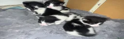 Mixed Breed rabbits for sale: Black and white kittens  in Bognor Regis - Advert 9