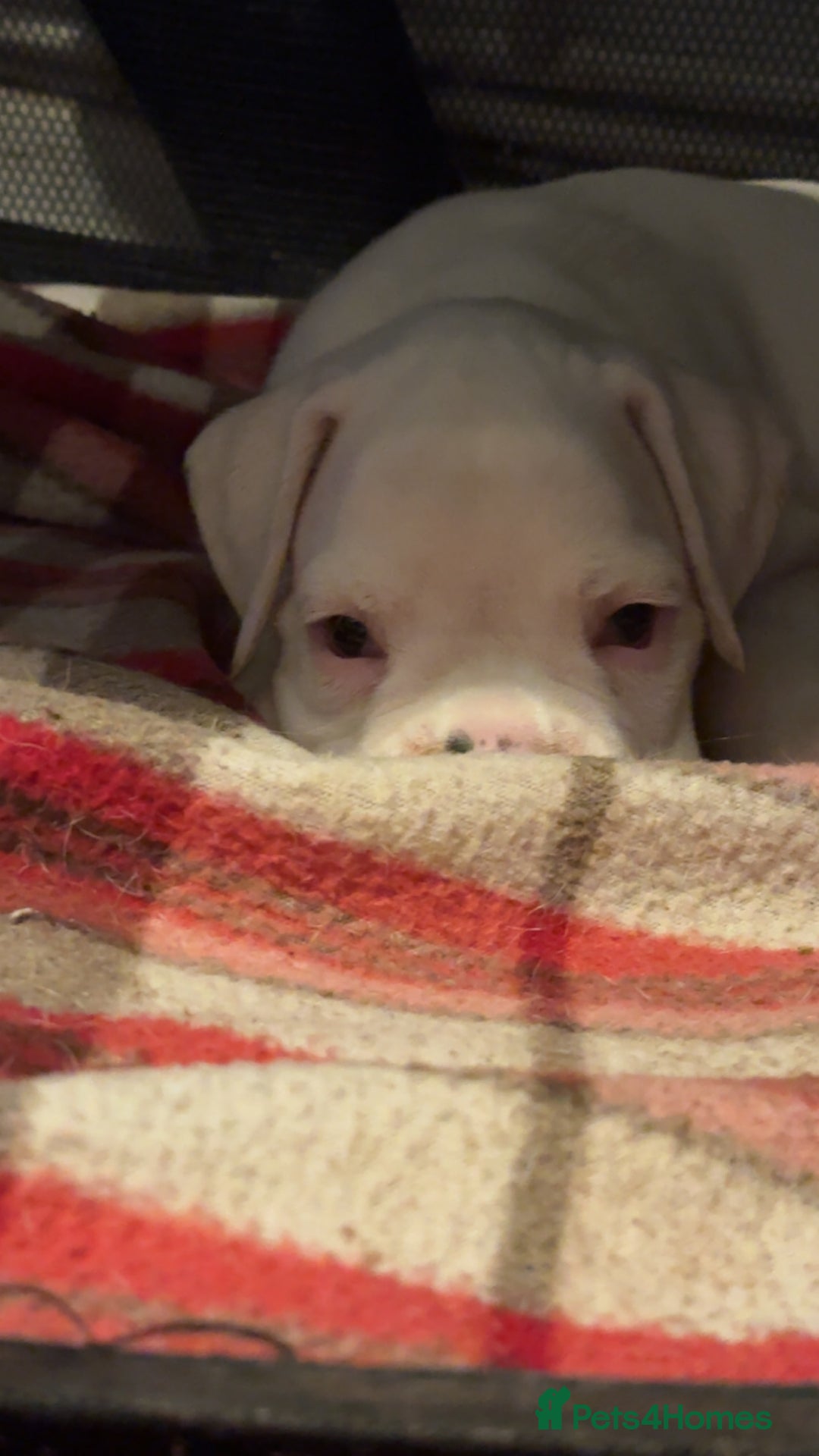 Boxer dogs for sale: Quality Boxer Puppies - Image 7