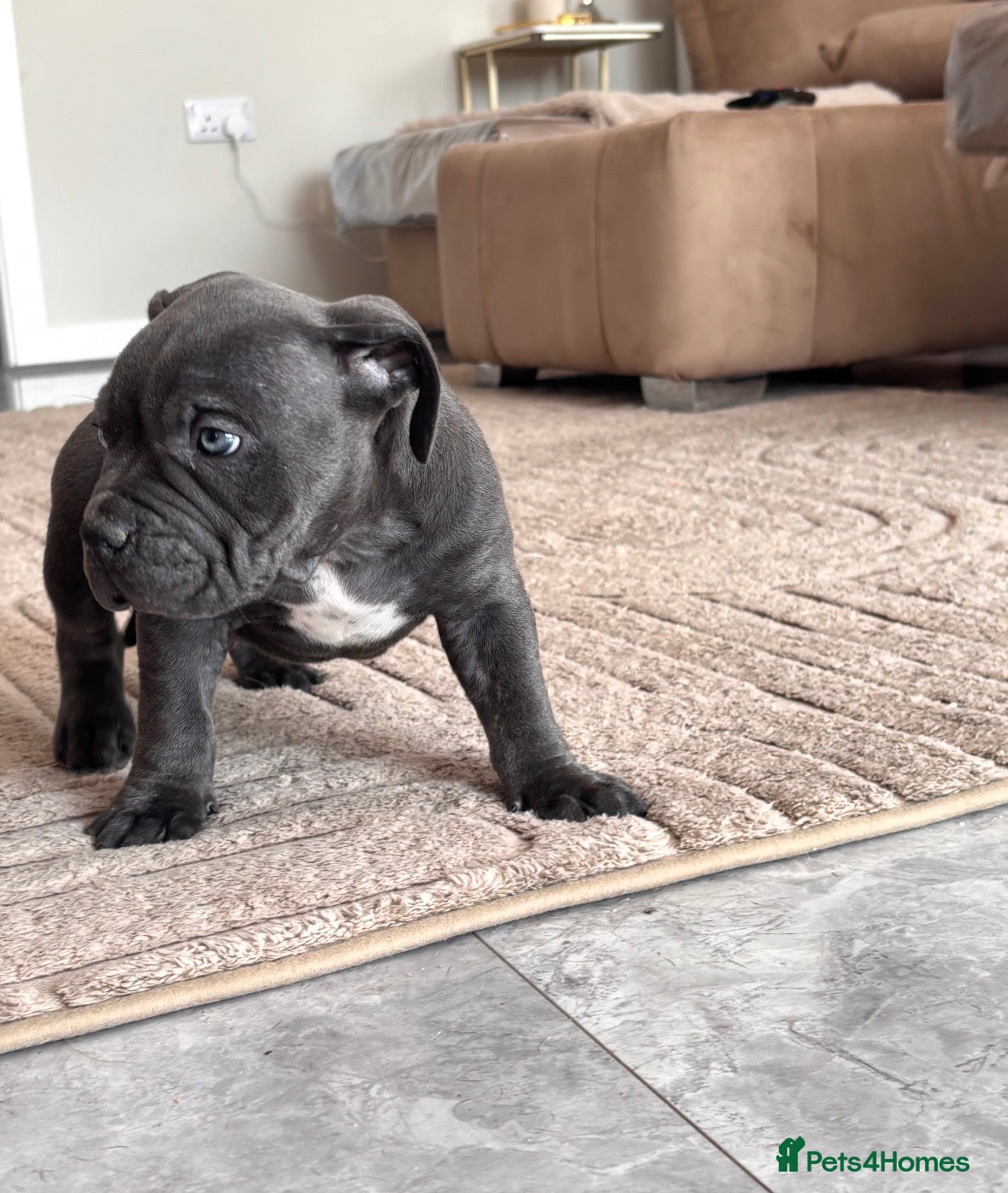American Bully dogs Last pocket bully’s ready to leave today  - Advert 2