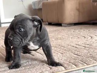 American Bully dogs Last pocket bully’s ready to leave today - Advert 2