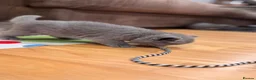 British Shorthair cats for sale: Beautiful British Shorthair Kittens in Watford - Advert 19